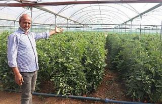 Kurduğu sera ilçenin domates ihtiyacının yüzde...