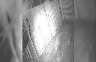 Kurt ilçe merkezine indi, ağıldaki dört koyunu...