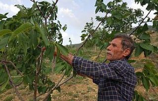 Kurtlar Vadisini ceviz fidanlarıyla yeşil vadiye...