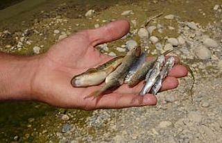 Kuruyan dereye balıklar için su takviyesi yapıldı