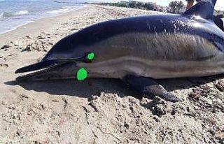 Kuşadası’nda sahile ölü yunus vurdu