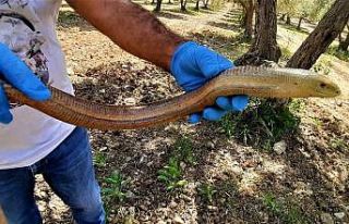 Kuşadası’nda yılan görünümlü kertenkele doğal...