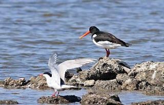 Kuşların tercihi Hersek Lagünü