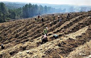 Kütahya’da yanan orman sahasına 5 bin fidan dikildi