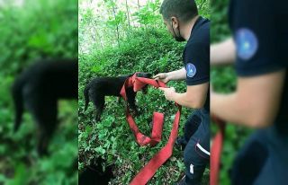 Kuyuya düşen sokak köpeği için seferber oldular