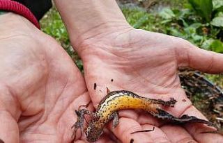 Kuzey şeritli semender izleme çalışmaları başladı