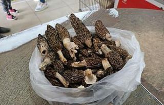 Kuzugöbeği, kilosu 100 TL’den alıcı buluyor
