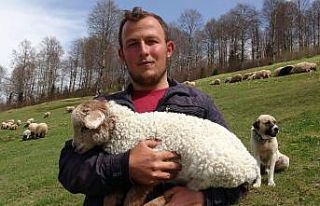 Kuzular yayla yolculuğu öncesi mezraları doldurdu