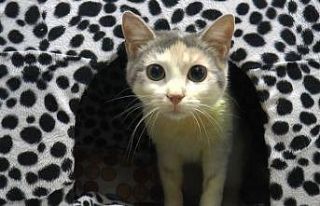 Leyla isimli kedi FIP virüsüyle yaşam savaşı...