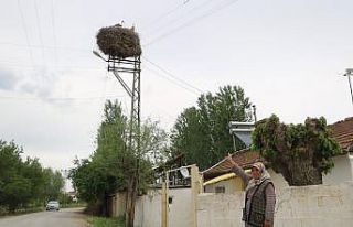 Leylek ailesi, Zeliha teyzeye 15 yıldır komşuluk...