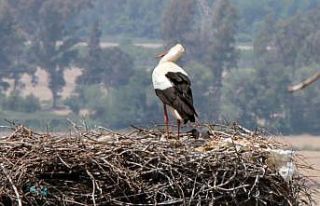Leylek köyün yavruları dünyaya geldi