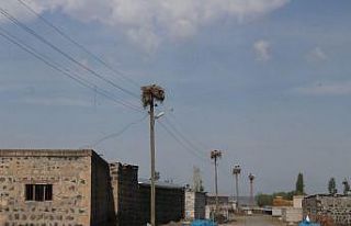 Leylekler bu köyü mesken edindi