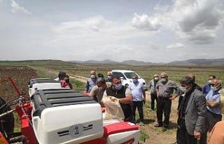 Malatya’da kayısıya alternatif: Kabak