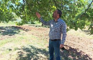 Malatya’da kayısıyı zirai don vurdu