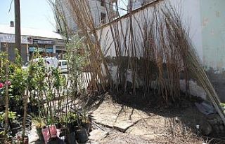 Malazgirt’te fidan satışları