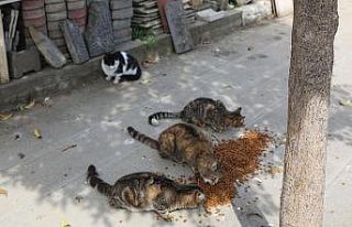 Maltepe’de sokaktaki canlara 1 ton mama