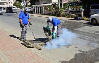 Manavgat’ta zararlılara karşı toplu mücadele