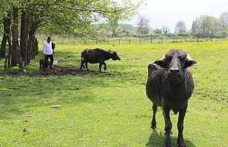 Mandalar çamura yatmaya başladı