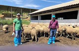Manisa’da hayvan üreticilerine büyük destek
