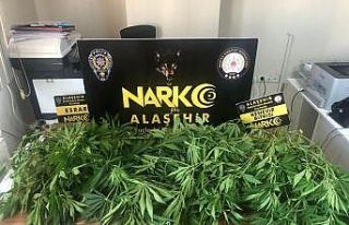 Manisa’da uyuşturucu operasyonu: 1 kişi tutuklandı