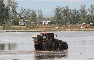 Manyas’ta çeltik suyla buluştu