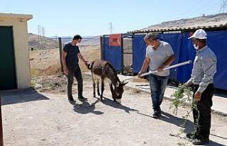 Mardin Büyükşehir Belediyesi yaralı hayvanları...