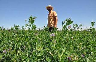 Mardin’de buğday ve mısır yerine yonca eken çiftçinin...