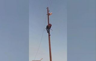Mardin’de direkte mahsur kalan kedinin cesaretlendiği...