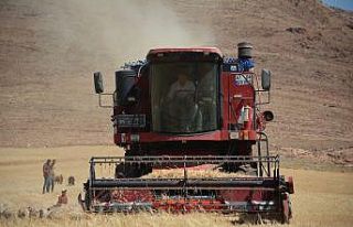 Mardin’de kuraklık nedeniyle mercimek hasadına...