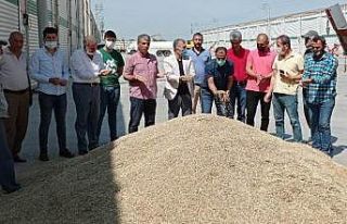 Mardin’de sezonun ilk arpası 2 lira 5 kuruştan...