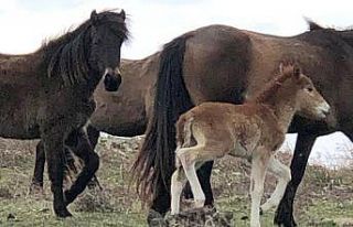 Marmara’da yaban atlarının sayısı artıyor