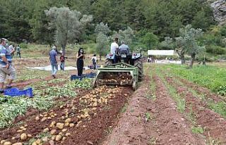 Marmaris Belediyesi’nin tarlalarında patates hasadı...
