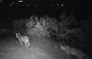 Meraklı ayı, foto kapanı inceledi