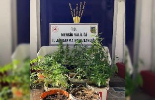 Mersin’de 259 kök kenevir bitkisi ele geçirildi