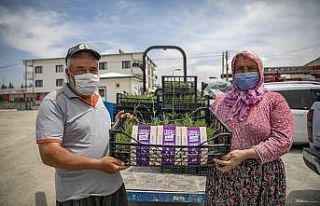 Mersin’de üreticilere lavanta fidesi dağıtıldı