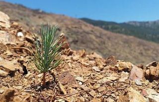 Mersin’de yanan ormanlık alanlar yeşeriyor