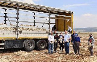 Meşhur Araban sarımsağında hasat sürüyor