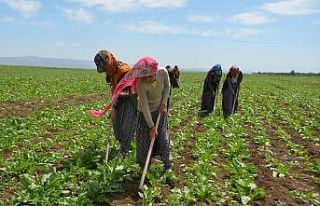 Mevsimlik tarım işçilerinin zorlu mesaisi başladı