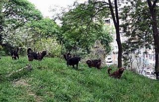 Mezarlığa dadanan köpekler mahalleliyi canından...