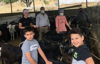 Milaslı yörükler keçilerini kırktı