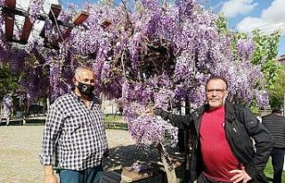 Mor salkım sümbüllerin görsel şöleni
