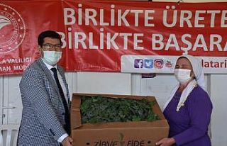 Muğla’da 120 üreticiye 40 bin karpuz fidesi dağıtıldı