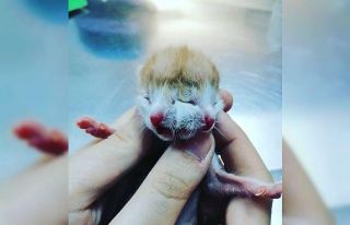 Muğla’da çift başlı doğan kedi görenleri şaşırttı