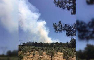 Muğla’da orman yangını