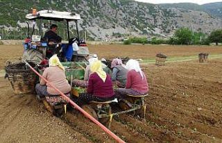 Muğla’da tütün fideleri toprakla buluşuyor