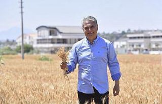 Muratpaşa’da buğdaylar sarardı