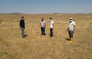 Musabeyli’de çekirgeyle mücadele başladı