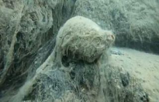 Müsilâj istilâsındaki Marmara denizinde ölüm...