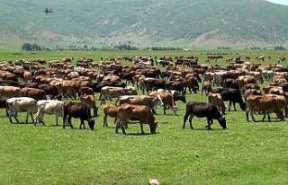 Muş’ta büyükbaş hayvan sayısında artış
