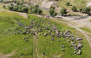 Muş’ta çadırlar kuruldu yaylalar şenlendi